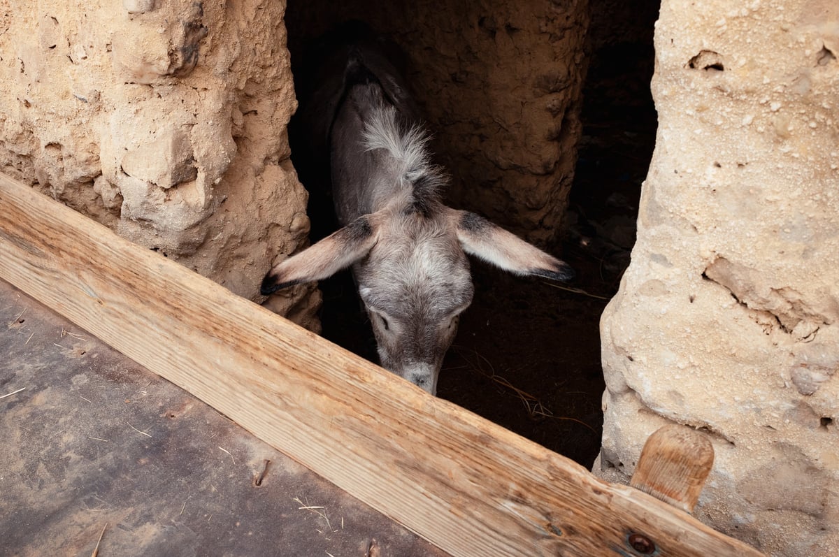 Shali Fortress: A City Made of Salt and Time — gallery image