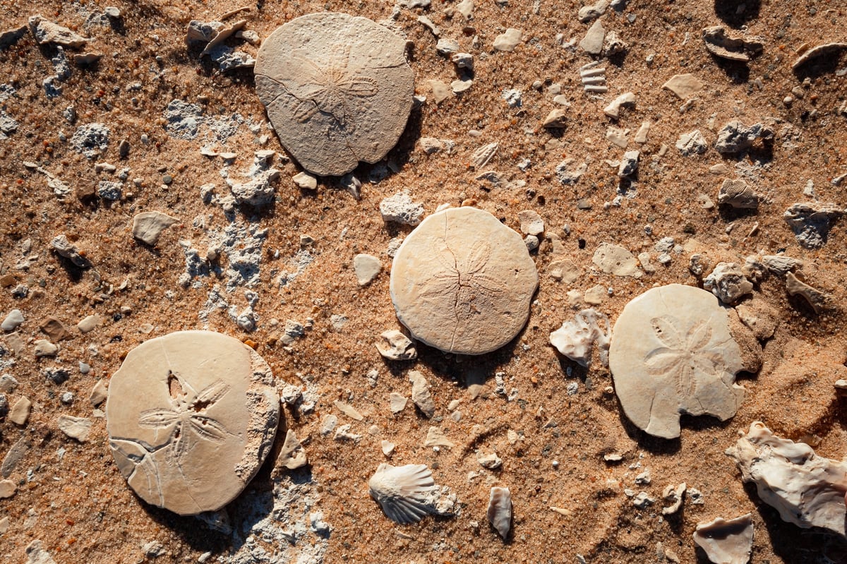 The Magic of Siwa: Going Back — gallery image