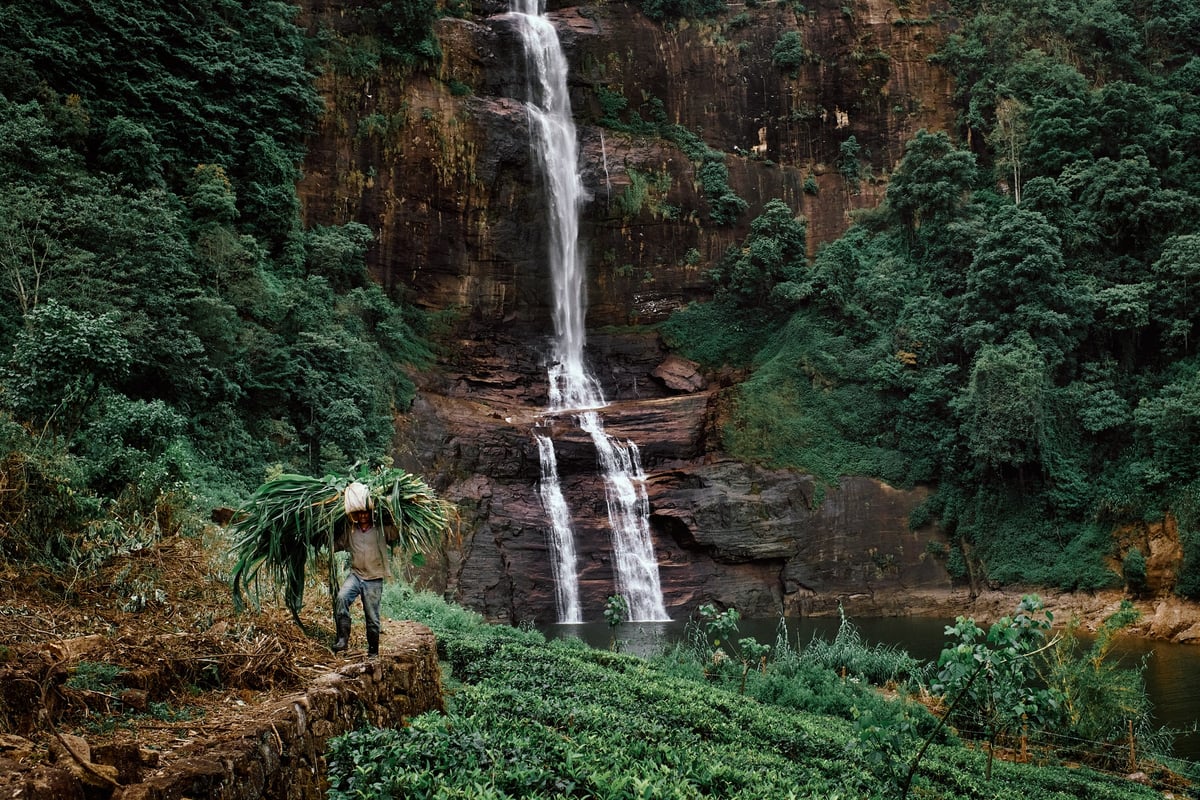 The Cost of Tea — Sri Lanka