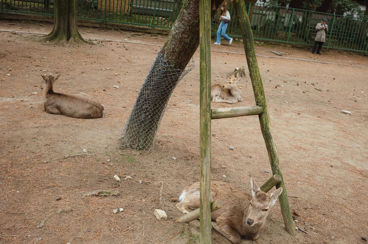 Order and Solitude — Japan — frame