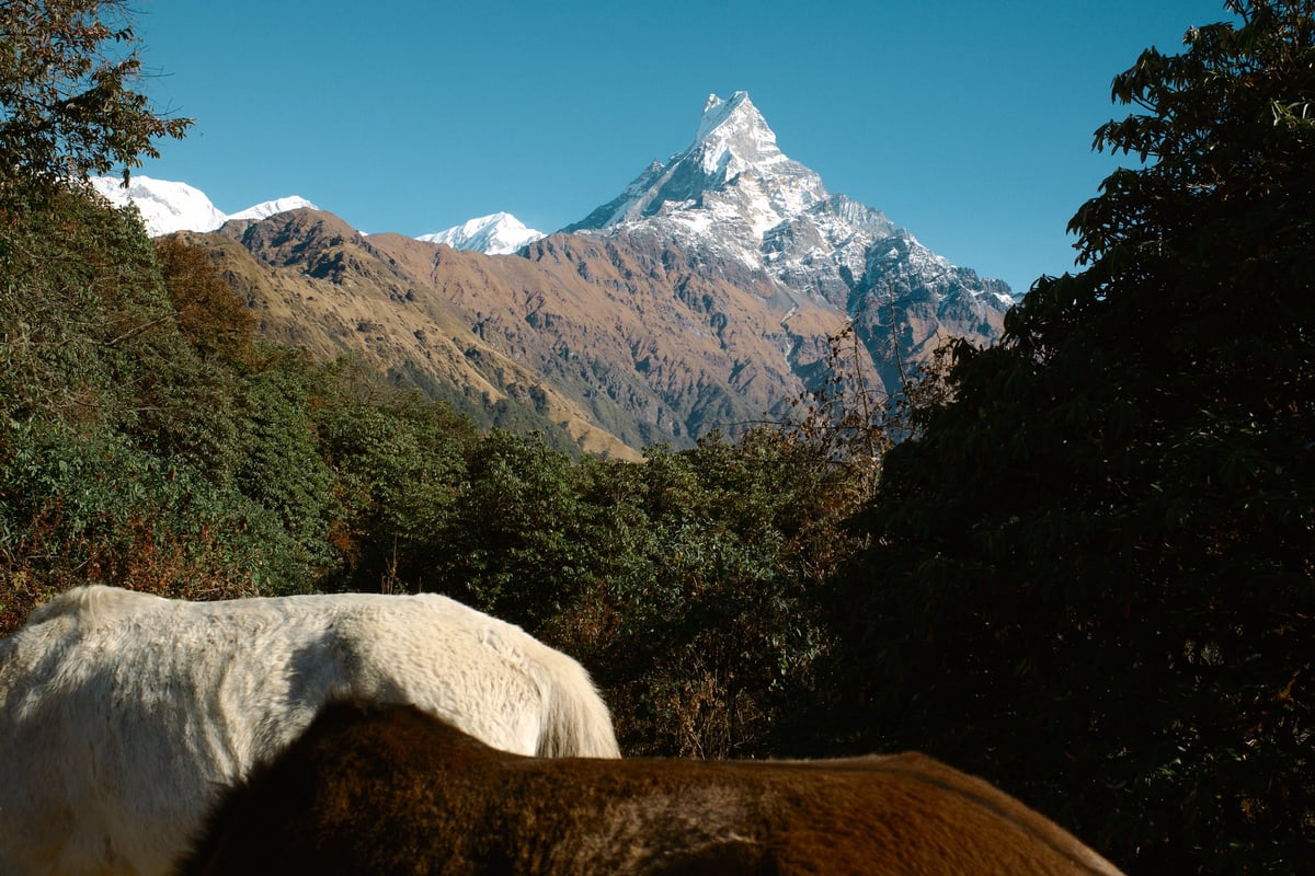 Above the Clouds — Mardi Himal, Nepal — frame